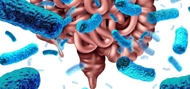 La importancia de la flora Bacteriana - probióticos y prebioticos